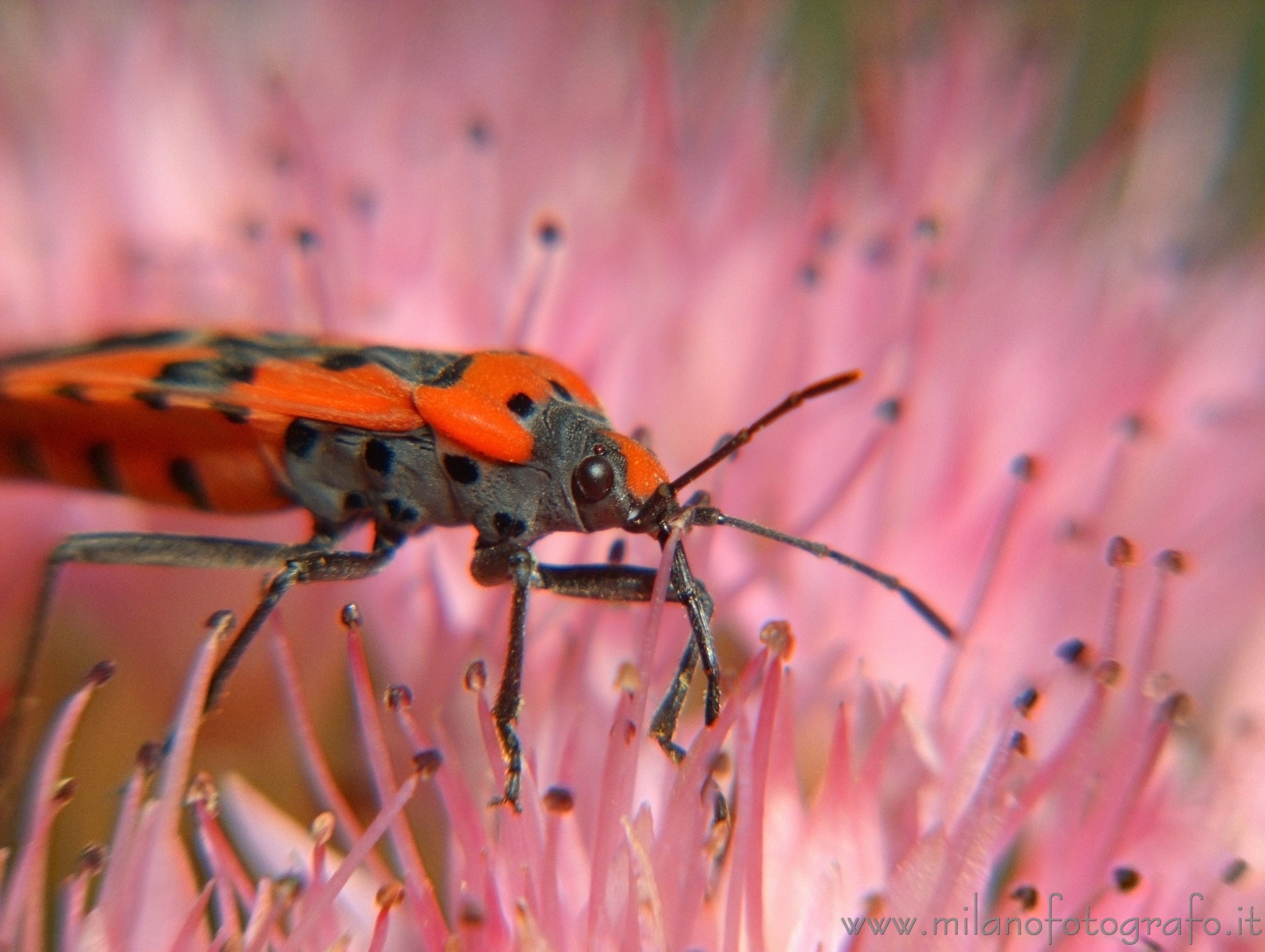 Campiglia Cervo (Biella) - Probabilmente Lygaeus simulans su fiori di Sedum